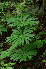 Ligularia japonica