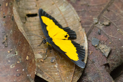 Xanthyris flaveolata