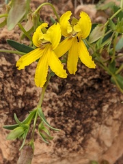 Goodenia arguta