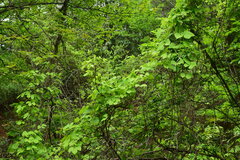 Sargentodoxa cuneata