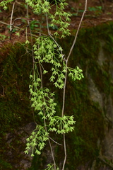 Sargentodoxa cuneata