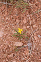 Croptilon hookerianum graniticum