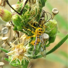 Xanthopimpla rhopaloceros