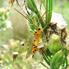 Xanthopimpla rhopaloceros