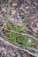 Croptilon hookerianum graniticum