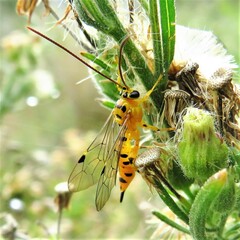 Xanthopimpla rhopaloceros