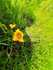 Calochortus barbatus