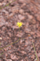 Croptilon hookerianum graniticum