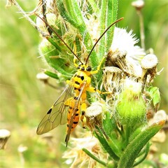 Xanthopimpla rhopaloceros
