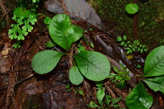 Chrysosplenium macrophyllum