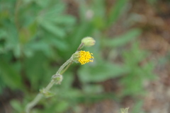 Arnica parryi
