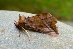 Pseudeva purpurigera