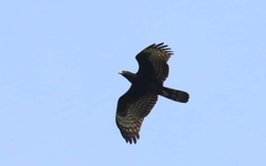 Pernis ptilorhynchus torquatus