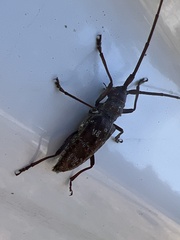 Monochamus obtusus