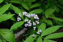 Cardamine macrophylla