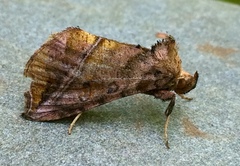Pseudeva purpurigera