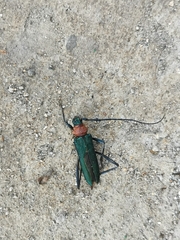 Chloridolum sieversi