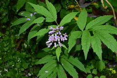 Cardamine macrophylla