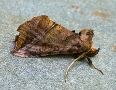 Pseudeva purpurigera