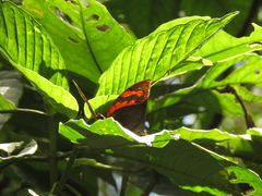 Charaxinae
