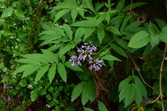 Cardamine macrophylla