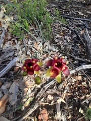 Drosera calycina