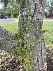 Hyperphyscia syncolla