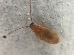 Compsodes schwarzi