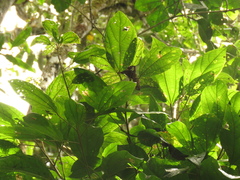 Alchornea