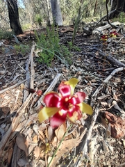 Drosera calycina