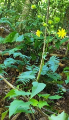 Silphium wasiotense