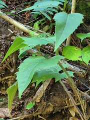 Silphium wasiotense