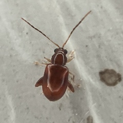 Longitarsus varicornis