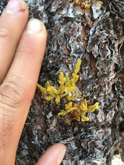 Arceuthobium campylopodum