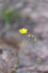 Croptilon hookerianum graniticum