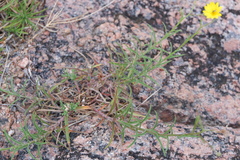 Croptilon hookerianum graniticum