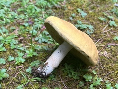 Boletus gertrudiae