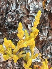 Arceuthobium campylopodum