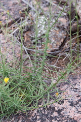 Croptilon hookerianum graniticum