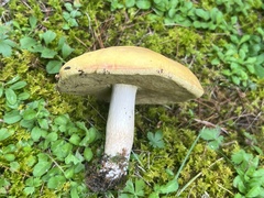 Boletus gertrudiae