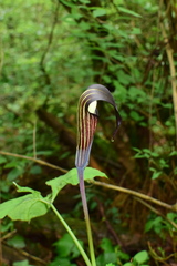 Arisaema bockii