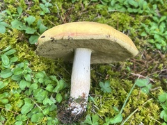Boletus gertrudiae