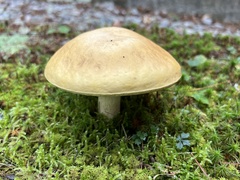 Boletus gertrudiae