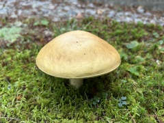 Boletus gertrudiae