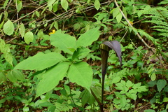 Arisaema bockii
