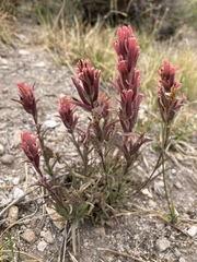 Castilleja praeterita