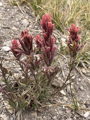 Castilleja praeterita