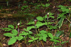 Arisaema bockii