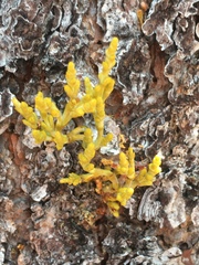 Arceuthobium campylopodum