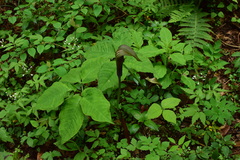 Arisaema bockii